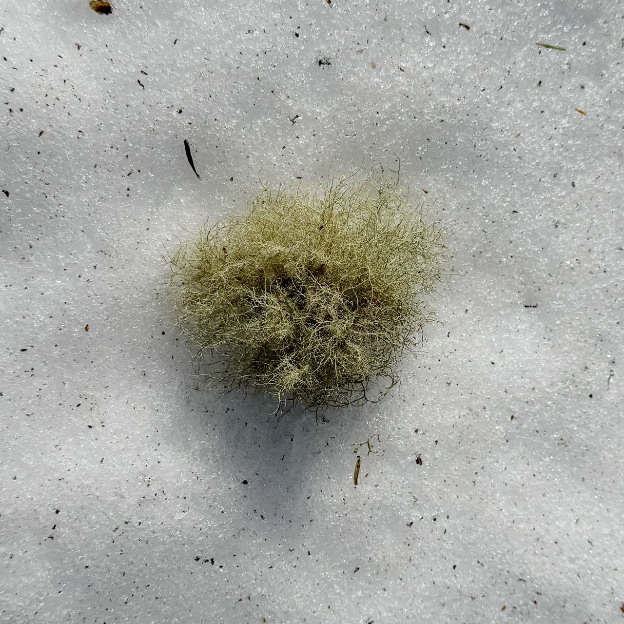 Lichen on snow